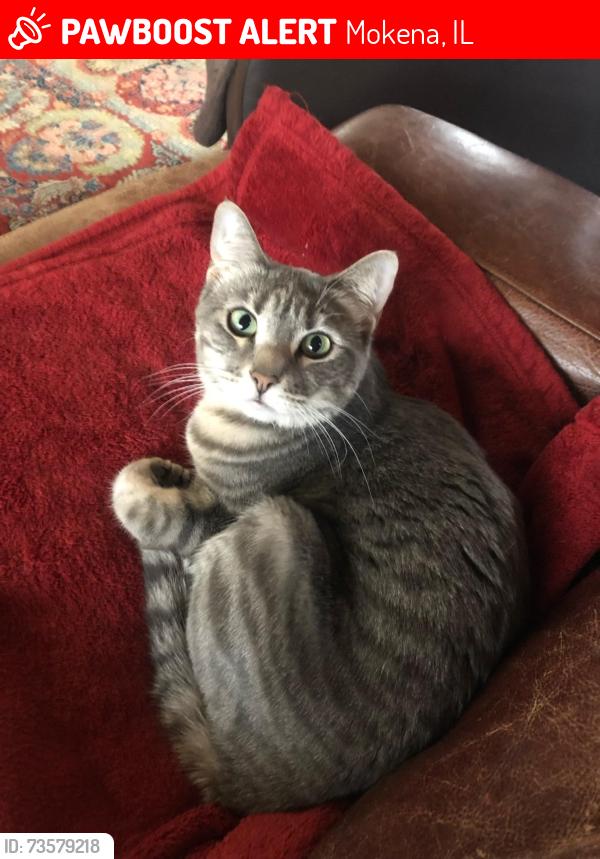 Lost Female Cat last seen Wolf Road & Marilyn Way, Mokena, IL 60448