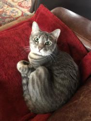 Lost Female Cat last seen Wolf Road & Marilyn Way, Mokena, IL 60448