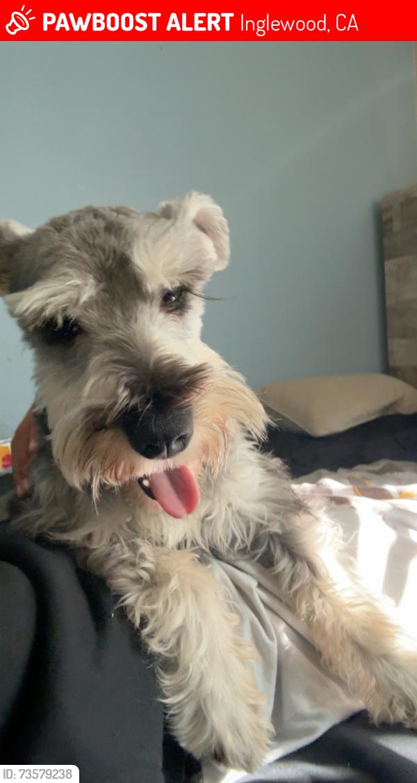 Lost Male Dog last seen Near summer set place, Inglewood, CA 90305
