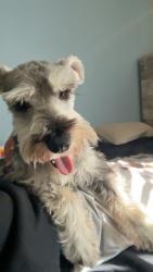 Lost Male Dog last seen Near summer set place, Inglewood, CA 90305