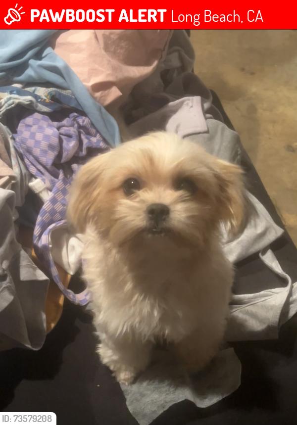 Lost Female Dog last seen Virginia and Home #5622284499, Long Beach, CA 90805