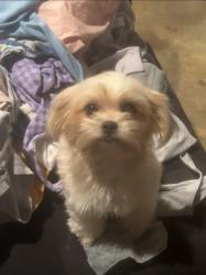 Lost Female Dog last seen Virginia and Home #5622284499, Long Beach, CA 90805