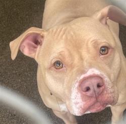Shelter Stray Female Dog last seen 9TH ST & KAYAK ALLY, 2127 Front St, Sacramento, CA 95818, USA