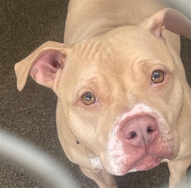 Shelter Stray Female Dog last seen 9TH ST & KAYAK ALLY, 2127 Front St, Sacramento, CA 95818, USA
