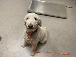 Shelter Stray Male Dog last seen , 11232 B Ave, Auburn, CA 95603, USA