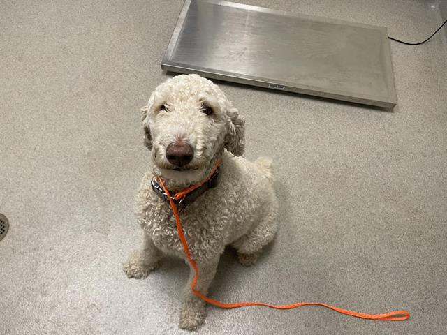 Shelter Stray Male Dog last seen SAFEWAY @ BELL RD, 11232 B Ave, Auburn, CA 95603, USA