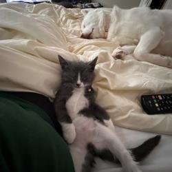 Shelter Stray Female Cat last seen SORENTO RD/BLACKTOP RD, 95673, 3839 Bradshaw Rd, Sacramento, CA 95827, USA