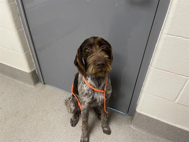 Shelter Stray Female Dog last seen WISE/ MILLER TOWN, 11232 B Ave, Auburn, CA 95603, USA