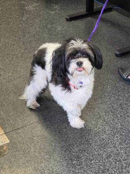 Shelter Stray Male Dog last seen Main St & Duranta St, Roseville City, CA, 200 Tahoe Ave, Roseville, CA 95678, USA