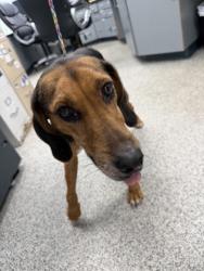 Shelter Stray Female Dog last seen game lands croatan, New Bern, NC, 1639 Old Airport Rd, New Bern, NC 28562, USA