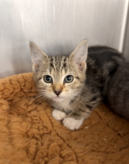 Shelter Stray Female Cat last seen Neuse Blvd, New Bern City Limits, NC, 1639 Old Airport Rd, New Bern, NC 28562, USA