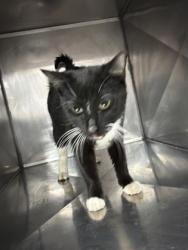 Shelter Stray Unknown Cat last seen temples point, Havelock, NC, 1639 Old Airport Rd, New Bern, NC 28562, USA