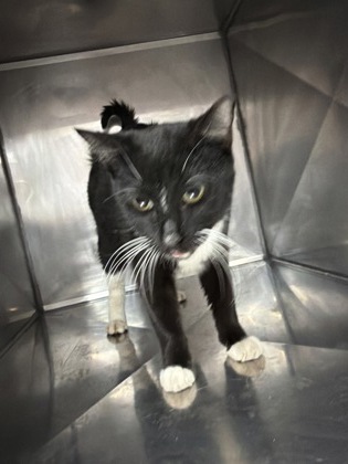 Shelter Stray Male Cat last seen temples point, Havelock, NC, 1639 Old Airport Rd, New Bern, NC 28562, USA