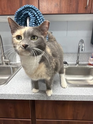 Shelter Stray Female Cat last seen temples point, Havelock, NC, 1639 Old Airport Rd, New Bern, NC 28562, USA