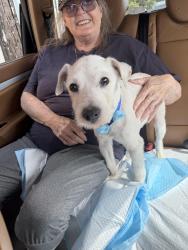 Lost Male Dog last seen 120th and Normandie, Los Angeles, CA 90044