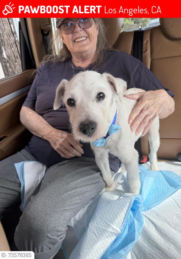 Lost Male Dog last seen 120th and Normandie, Los Angeles, CA 90044