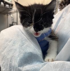 Shelter Stray Unknown Cat last seen Near E 162 Street, BRONX, NY, 10451, 326 E 110th St, New York, NY 10029, USA