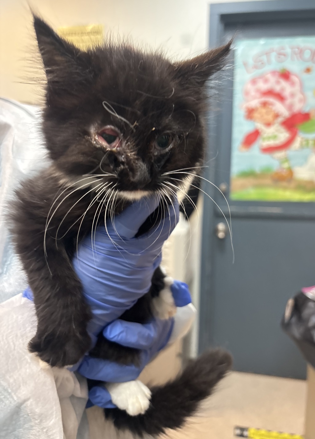 Shelter Stray Unknown Cat last seen Near E 162 Street, BRONX, NY, 10451, 326 E 110th St, New York, NY 10029, USA
