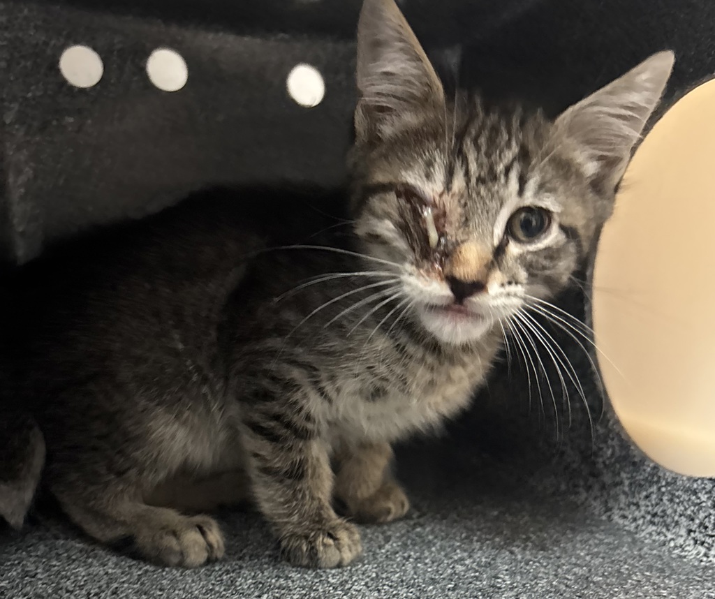 Shelter Stray Unknown Cat last seen Near E 162 Street, BRONX, NY, 10451, 326 E 110th St, New York, NY 10029, USA