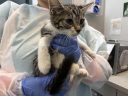 Shelter Stray Unknown Cat last seen Near Sedgwick Avenue, BRONX, NY, 10453, 326 E 110th St, New York, NY 10029, USA