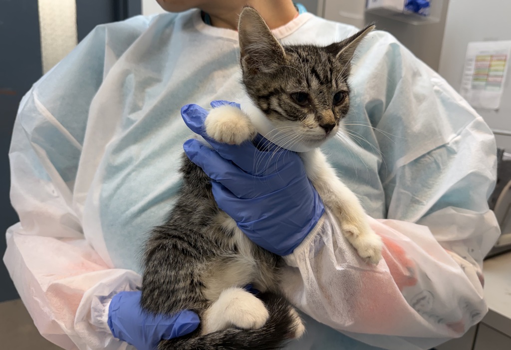 Shelter Stray Unknown Cat last seen Near Sedgwick Avenue, BRONX, NY, 10453, 326 E 110th St, New York, NY 10029, USA
