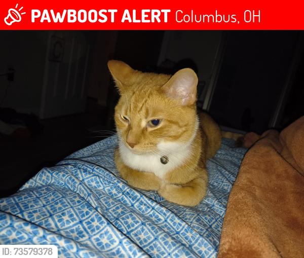 Lost Male Cat last seen Holton rec center, Columbus, OH 43204
