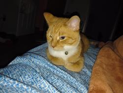 Lost Male Cat last seen Holton rec center, Columbus, OH 43204