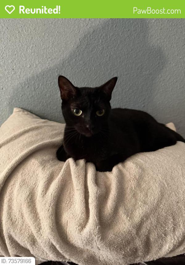 Reunited Female Cat last seen Record Crossing and Yellowstone, Dallas, TX 75235
