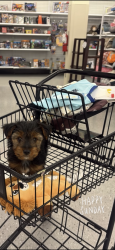 Lost Male Dog last seen yellow lawyers office, North Miami Beach, FL 33162