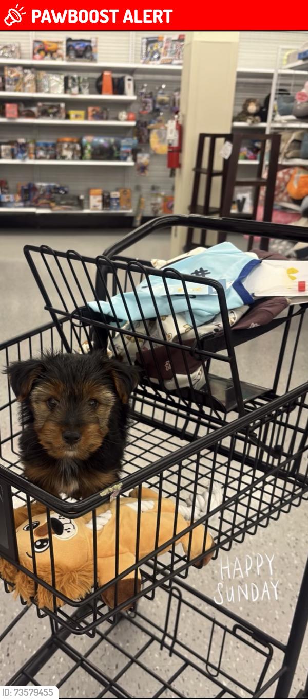 Lost Male Dog last seen yellow lawyers office, North Miami Beach, FL 33162