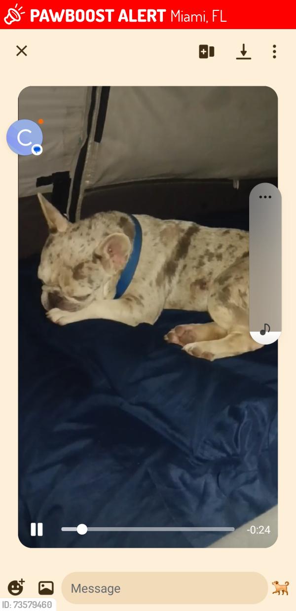 Lost Male Dog last seen Home, Miami, FL 33176