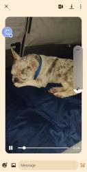 Lost Male Dog last seen Home, Miami, FL 33176