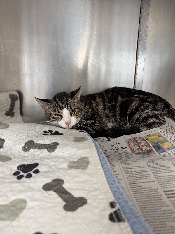 Shelter Stray Female Cat last seen Near Palisades Dr, Stockton, CA 95210, USA, 1575 S Lincoln St, Stockton, CA 95206, USA