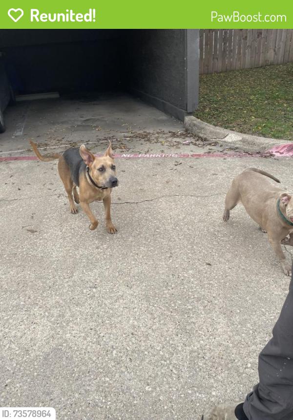 Reunited Unknown Dog last seen near Walnut St & Audelia Rd, Dallas, TX 75243, Dallas, TX 75243