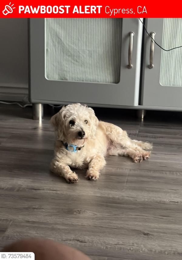 Lost Male Dog last seen Near paseo de oro, Cypress, CA 90630