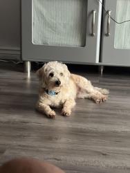Lost Male Dog last seen Near paseo de oro, Cypress, CA 90630