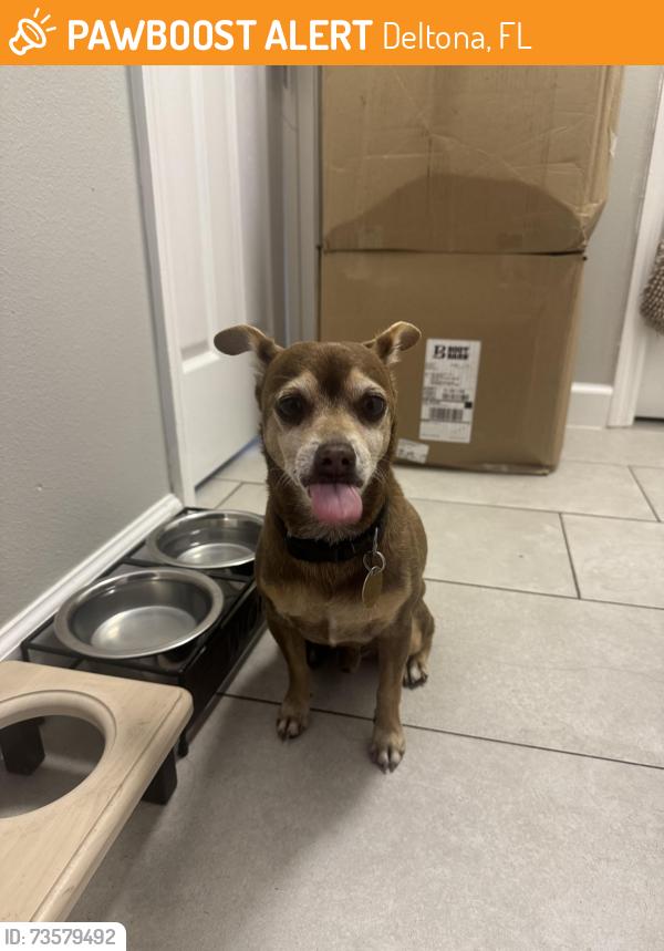 Found/Stray Male Dog last seen Urbana Ave and Trumbull Street, Deltona, FL 32725