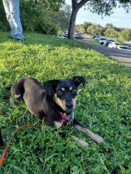Lost Female Dog last seen Near NE 170th st North miami beach, FL, North Miami Beach, FL 33162