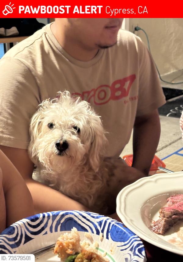 Lost Male Dog last seen Near Paseo de oro, Cypress, CA 90630