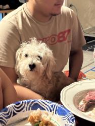 Lost Male Dog last seen Near Paseo de oro, Cypress, CA 90630