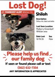 Lost Male Dog last seen Shreve and Greenleaf, Whittier, CA 90602
