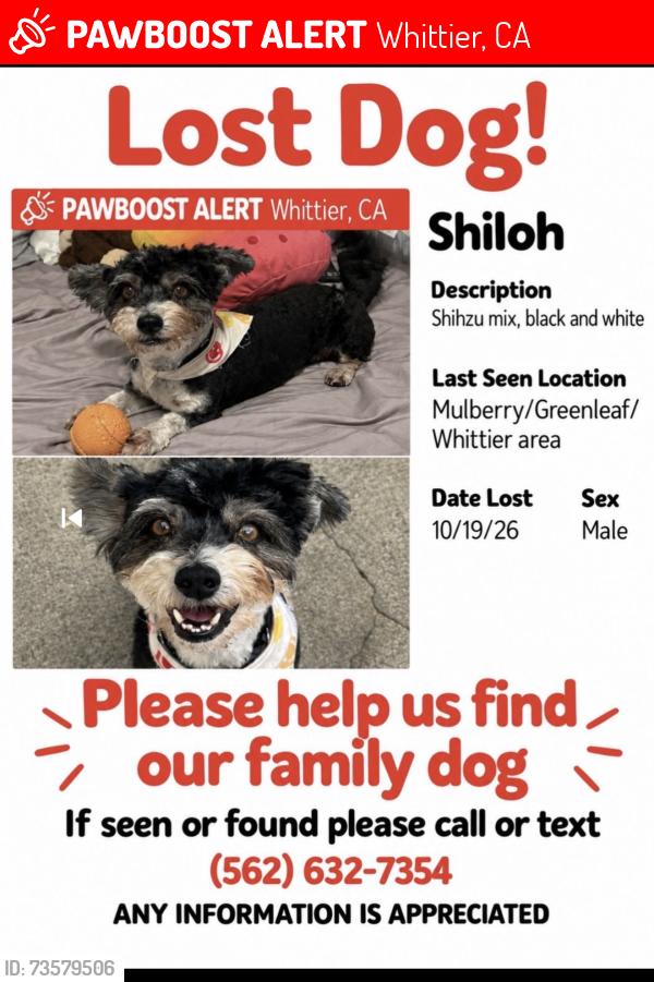 Lost Male Dog last seen Shreve and Greenleaf, Whittier, CA 90602