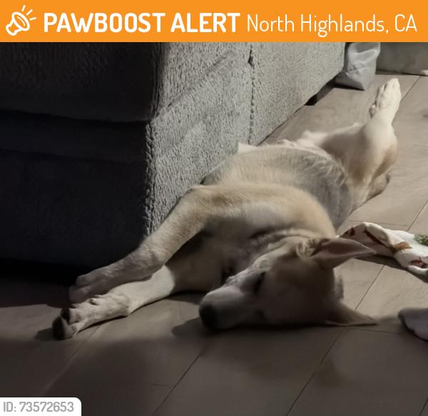 Found/Stray Male Dog last seen North highlands, North Highlands, CA 95660