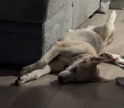 Found/Stray Male Dog last seen North highlands, North Highlands, CA 95660