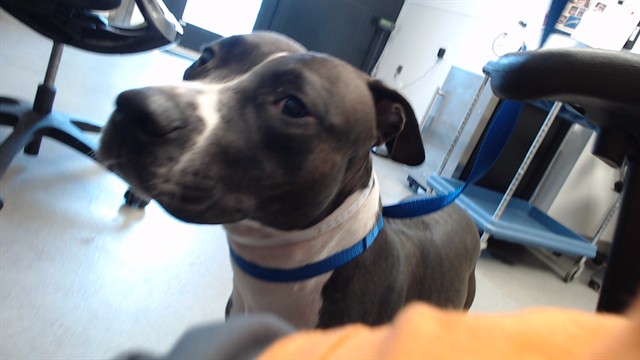 Shelter Stray Female Dog last seen Near BLOCK FILLMORE ST / OFFARRELL, 1419 Bryant St, San Francisco, CA 94103, USA