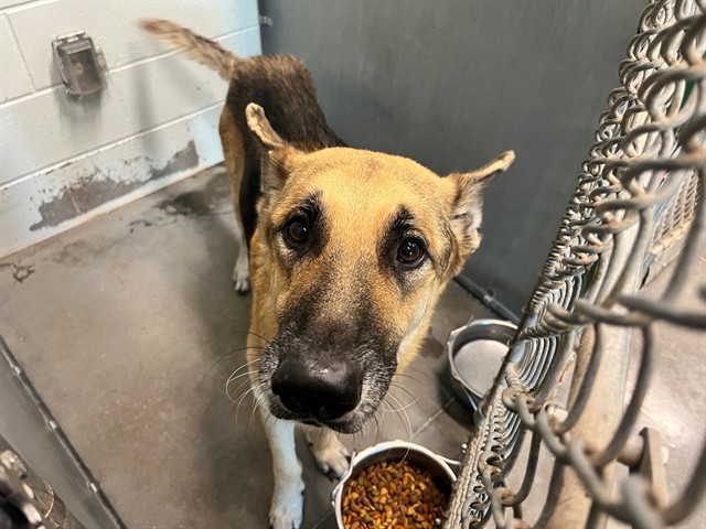 Shelter Stray Male Dog last seen SR 44/MARSHALL RD EUSTIS, 12280 County Rd 448, Tavares, FL 32778, USA