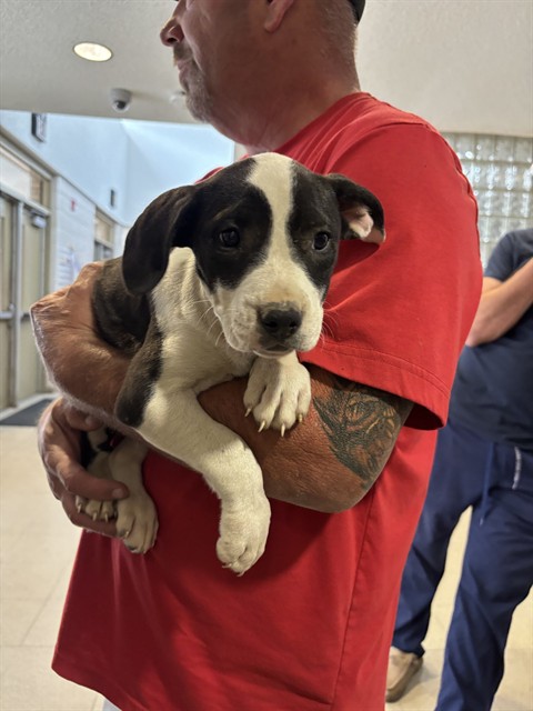 Shelter Stray Female Dog last seen HOBBS ISLAND RD, 4950 SW Triana Blvd, Huntsville, AL 35805, USA