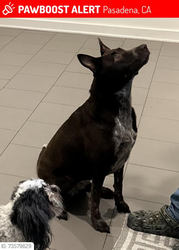 Lost Female Dog last seen Arlington and Orange grove, Pasadena, CA 91105