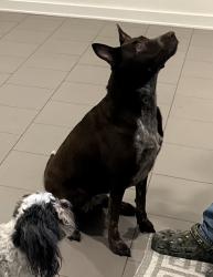 Lost Female Dog last seen Arlington and Orange grove, Pasadena, CA 91105
