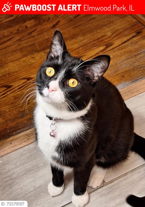 Lost Male Cat last seen N 73rd Ave/ Dickens, Elmwood Park, IL 60707